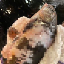 ドイツゴイ