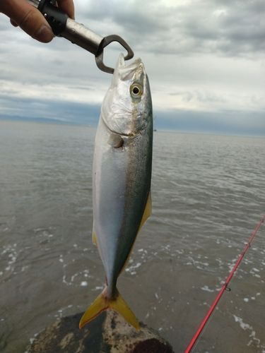 ツバイソの釣果