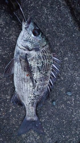 庄内湖