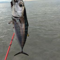 クロマグロ