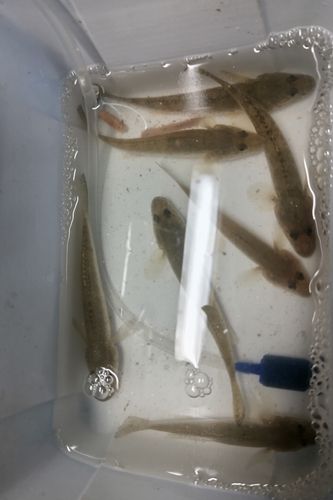 衣浦湾