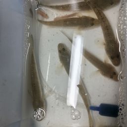 ハゼ