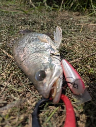 バラマンディの釣果
