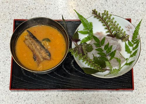 サゴシの釣果