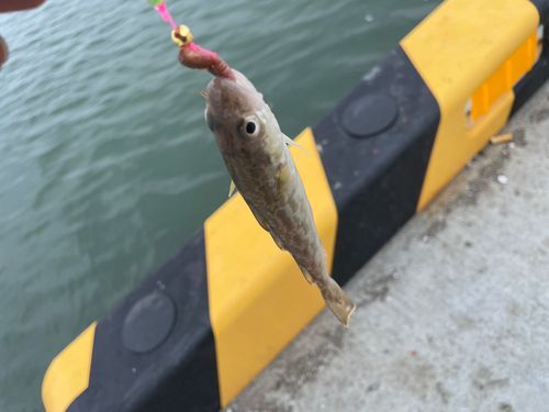 コマイの釣果