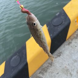 コマイ