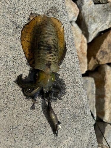 アオリイカの釣果