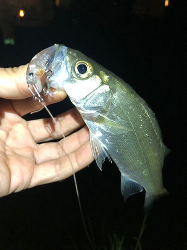 セイゴ（ヒラスズキ）の釣果