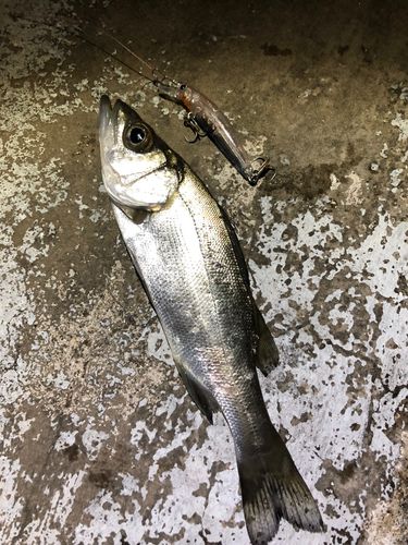 セイゴ（ヒラスズキ）の釣果