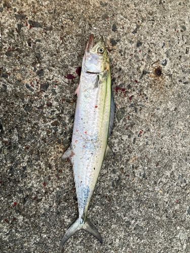 サゴシの釣果