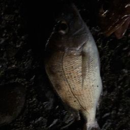 カサゴ