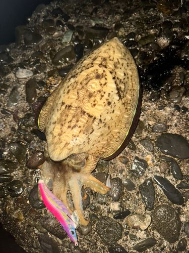 コウイカの釣果
