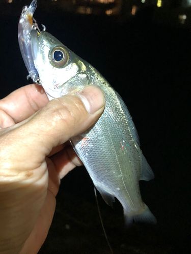 セイゴ（ヒラスズキ）の釣果