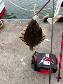 トウガレイの釣果