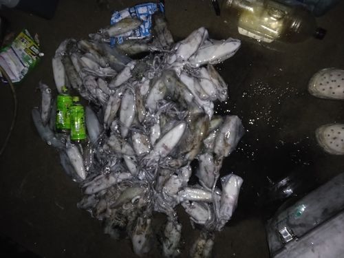 アオリイカの釣果