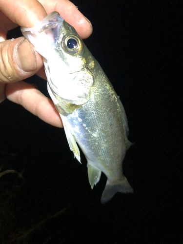 セイゴ（マルスズキ）の釣果