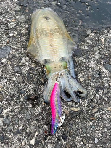 アオリイカの釣果