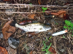 セイゴ（マルスズキ）の釣果