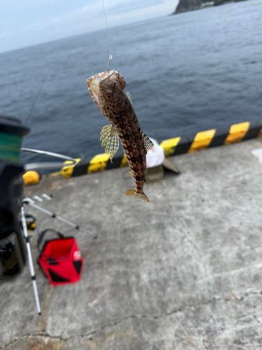 エソの釣果