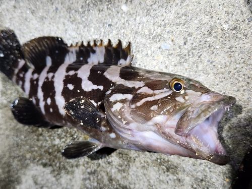 クエの釣果