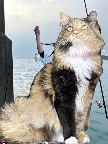 ヘダイの釣果