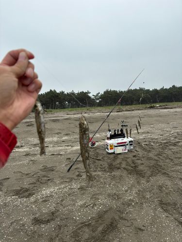 キスの釣果