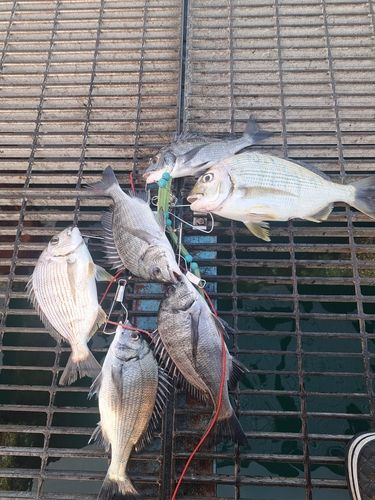 チヌの釣果