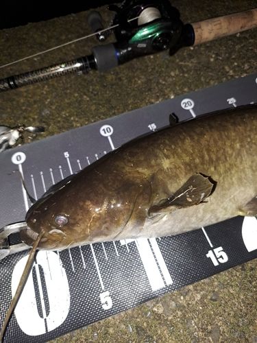 ナマズの釣果