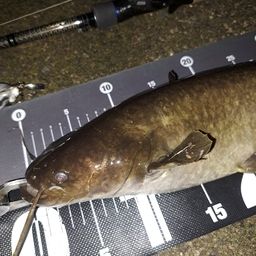 ナマズ