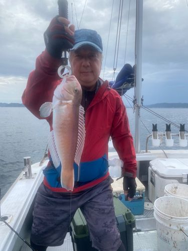 アマダイの釣果