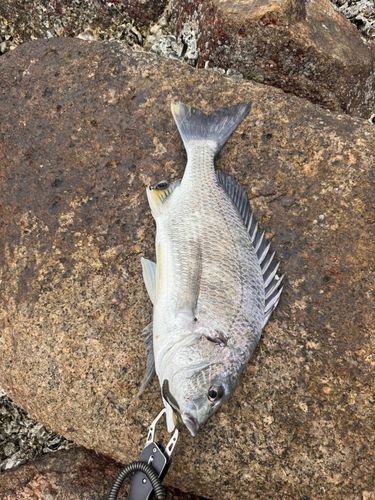 キビレの釣果