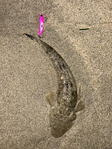 マゴチの釣果