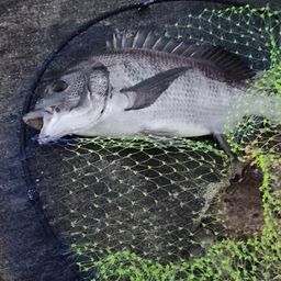 クロダイ