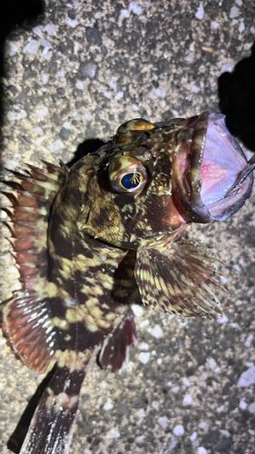カサゴの釣果