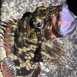 カサゴ