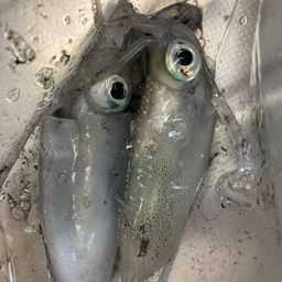 アオリイカ