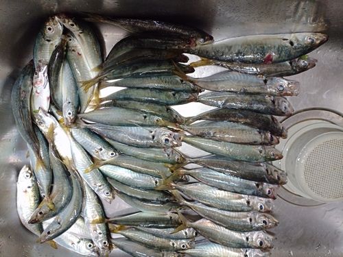 アジの釣果