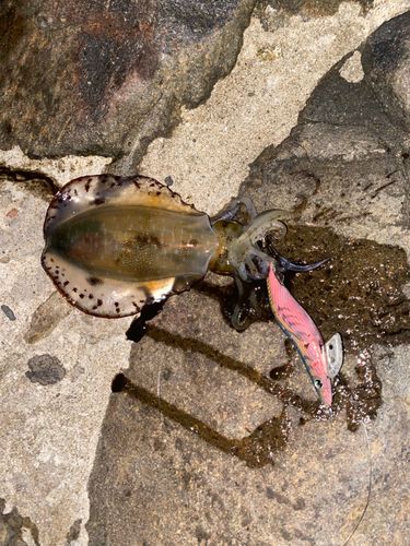 アオリイカの釣果