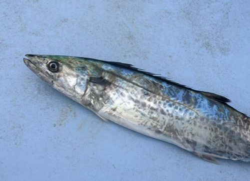 サゴシの釣果