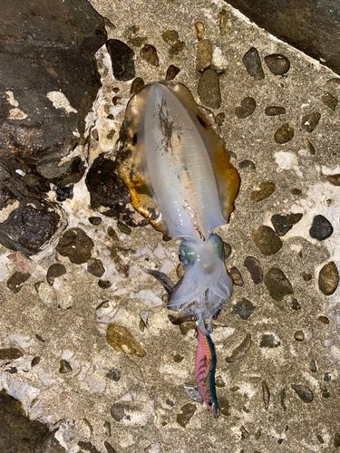 アオリイカの釣果