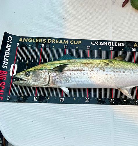 サワラの釣果