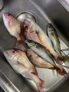 マダイの釣果