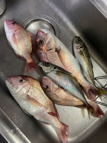 マダイの釣果