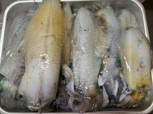 紀伊水道