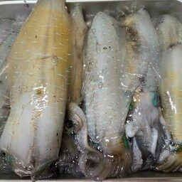 アオリイカ