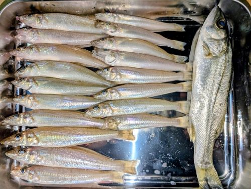シロギスの釣果