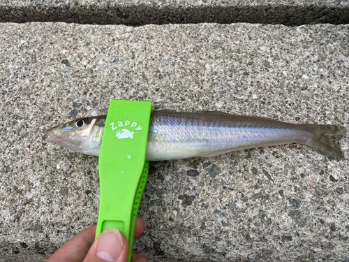 キスの釣果