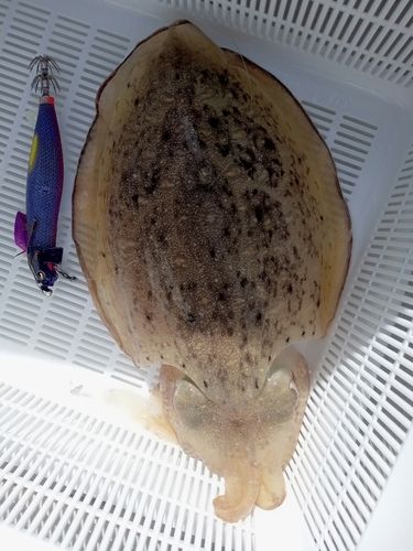 コウイカの釣果