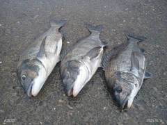 クロダイの釣果