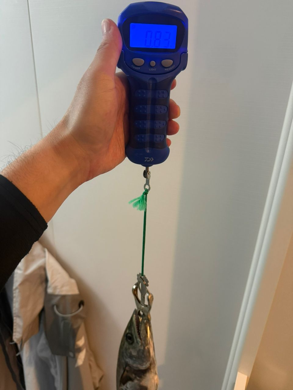 サゴシ